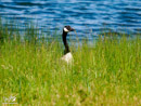 Canada Goose - Gęś Kanadyjska